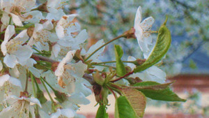 fleurs-de-printemps-a-la-ferme-du-tertre