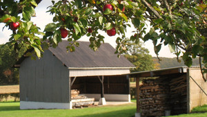 pommes-dautomne-belles-a-croquer-a-la-ferme-du-tertre